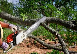Best Tree Health Inspection  in Lyndon, KS